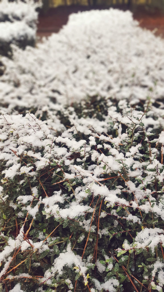 snowy bushes yaupon